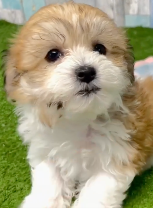 apricot and white havachon puppy